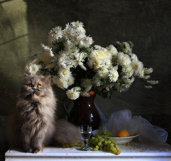 Beau bouquet et chaton