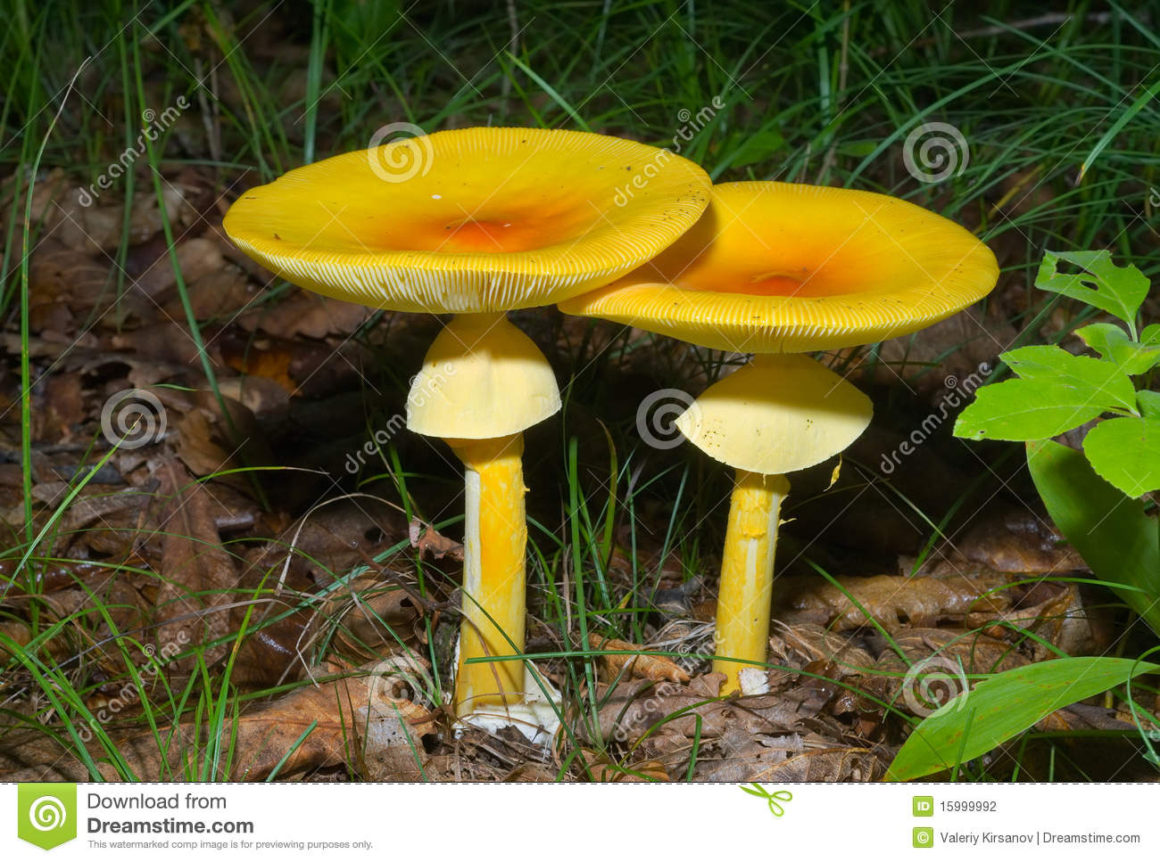 Image champignon jaune — free download