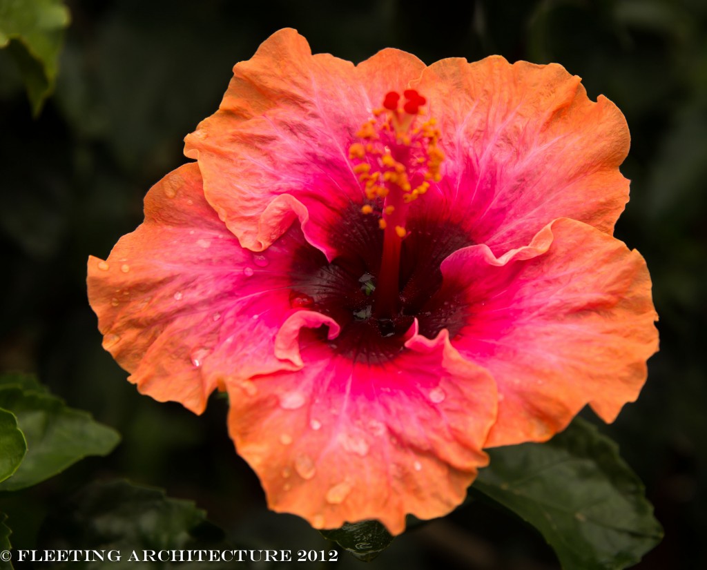 Hibiscus